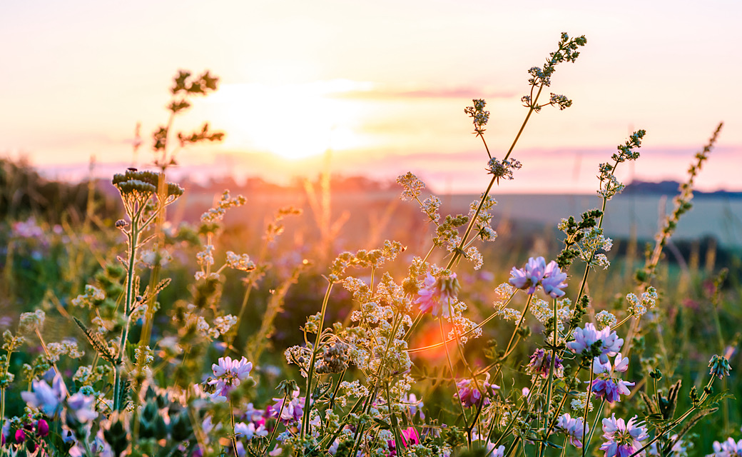 Wildflower Tours by Campervan